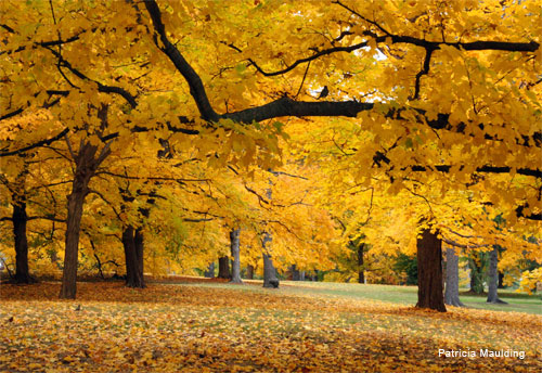 Canopy by Patricia Maulding