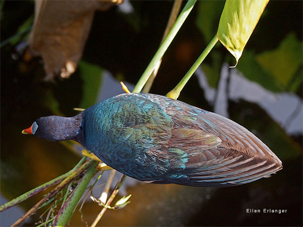 Purple Gallinule, A Different View by Ellen Erlanger