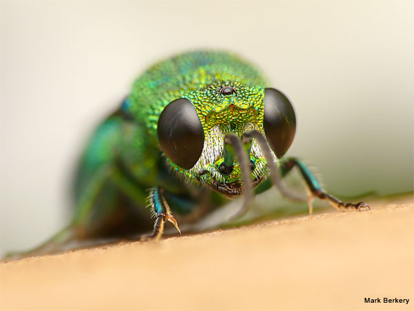 Emerald Cuckoo Wasp by Mark Berkery