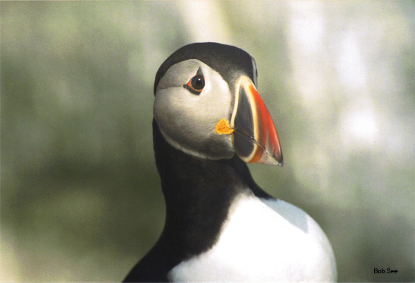 Puffin - Machias Seal Island, Maine by Bob See