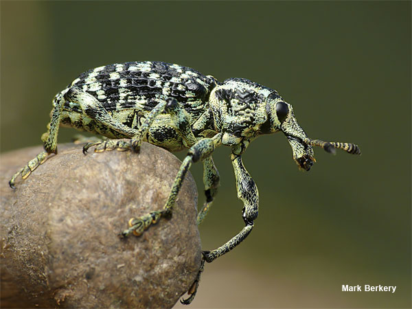 Botany Bay Weevil by Mark Berkery