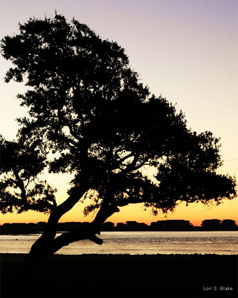 Live Oak at Dawn by Lori S. Blake