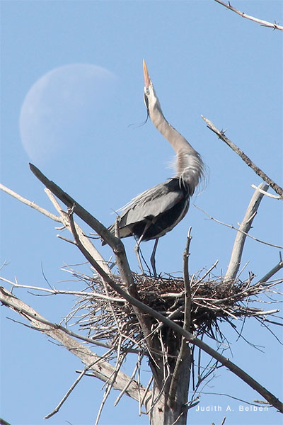 Heron Under Moon by Judith A. Belben